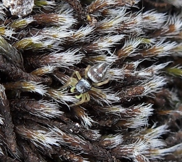 Salticidae - Aiuto con l''identificazione per favore!